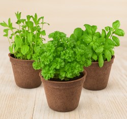 basil_marjoram_thyme.jpg