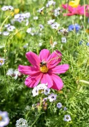 bee-meadow-mix.jpg