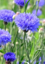cornflower.jpg