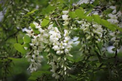 robinia.jpg